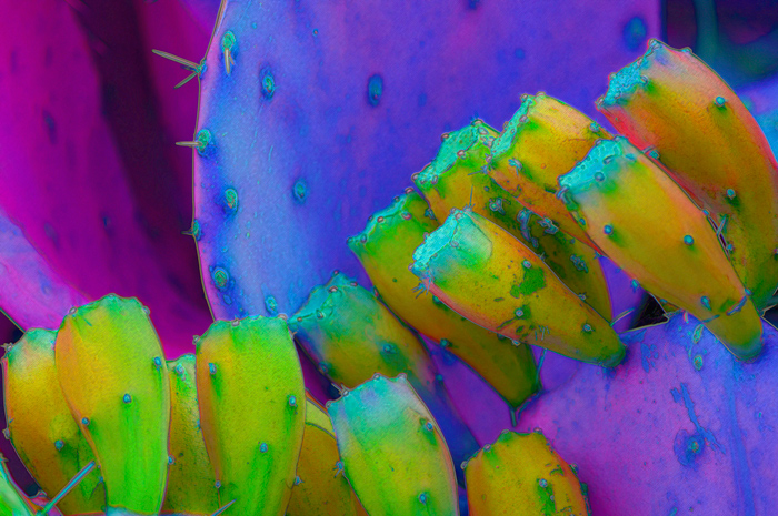 Cactus Fruit - Purple