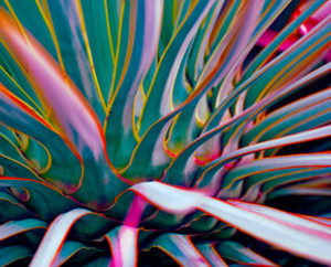 Yucca image