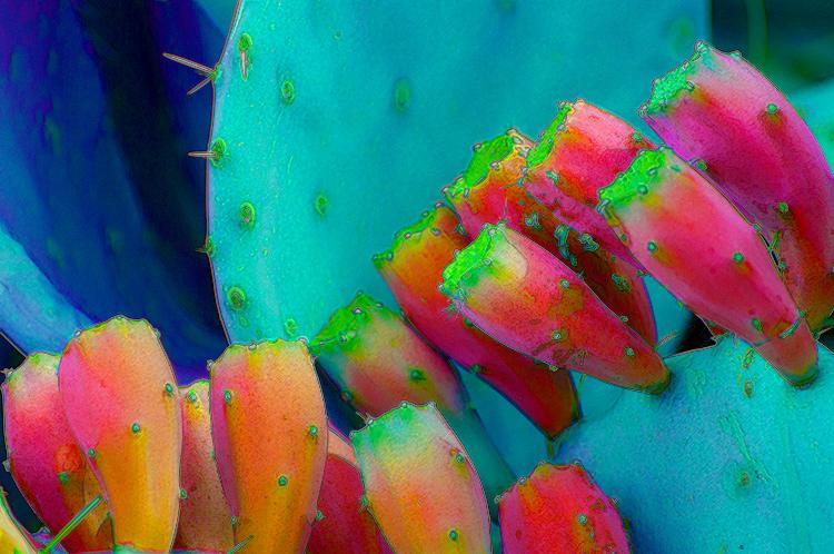 Cactus Fruit Red